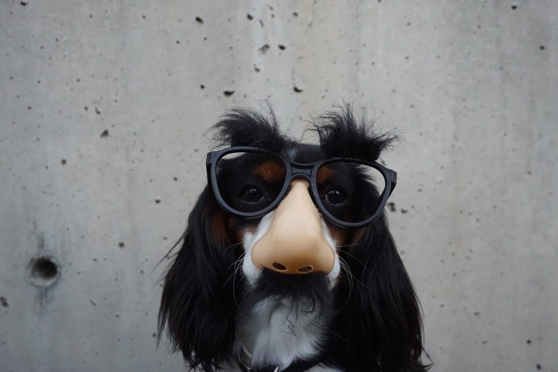 dog.jpg